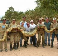 Anaconda d'environ 7 mètres porté par une dizaine d'hommes
