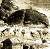 Echouage d'une baleine, c'était déjà un événement pour la presse il y a une centaine d'années