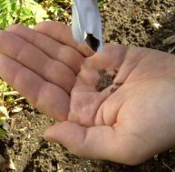 Planter des graines potagères