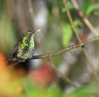 Le colibri produit un ronflement salvateur, pendant son sommeil...
