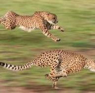 Un guépard peut courir à plus de 100 km/h