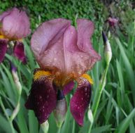 Iris : culture de l'iris hybride