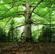 Ecologie : quand des grandes villes plantent des arbres en nombre -iStock.com/alberto clemares expósito