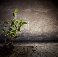 Faire pousser des plantes dans une pièce exposée à l'ombre
