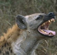 Une hyène, des hyènes