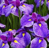 L'iris est l'une des plantes les plus en vogue du moment - iStockPhoto