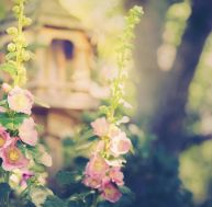 Voir la vie en rose dans son jardin...