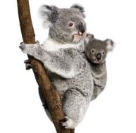 Femelle koala avec son petit