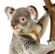 Un koala ou une peluche ?