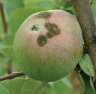 Connaître les maladies des arbres fruitiers