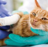 Les maladies du chat : le ténia