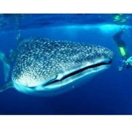Un requin-baleine adulte pèse environ 400 fois le poids d’un homme