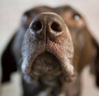 Santé : l'odorat des chiens détecte le diabète / iStock.com - Image Source