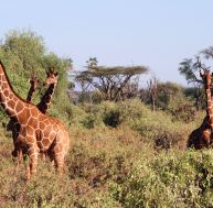 Le bruits des girafes découvert 