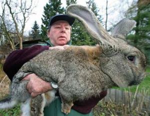 Robert, la vedette, présent sur tous les sites, le plus gros lapin du monde, 10,5 kg pour 74cm.