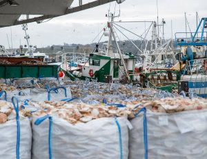 Abandon définitif officiel de la pêche électrique par l'UE / iStock.com - kipgodi