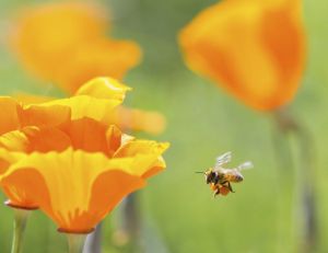 pesticide néfaste pour les abeilles