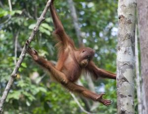 Les orangs-outans sont des mammifères arboricoles