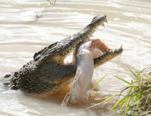 Un alligator mange un poisson