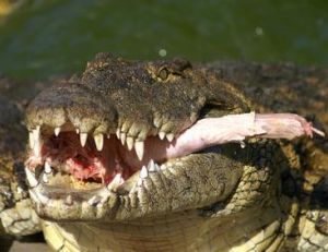 Alligator adulte mangeant un poisson