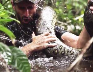 Englouti vivant (ou presque) par un anaconda, il échappe à la mort