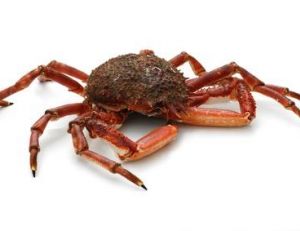Crabe araignée mâle