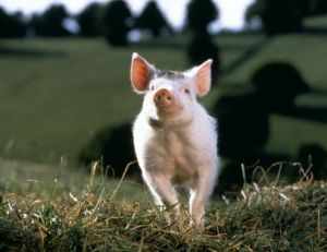 Babe, le cochon devenu berger © Universal Pictures