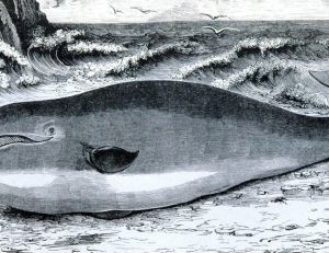 Baleine franche