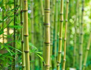 Certaines variétés de bambou sont plus faciles à entretenir que d'autres - iStockPhoto