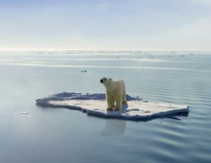 L'ours polaire est adapté à la vie polaire et aquatique