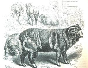 Bélier de mouton mérinos
