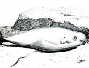 Le beluga