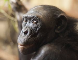Les bonobos auraient une faculté à apprendre comparable à celle d'un enfant