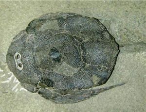 Bothriolepis