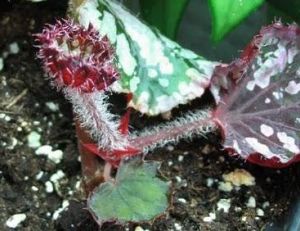 Bouturer des plantes d'intérieur : bouturage de bégonia
