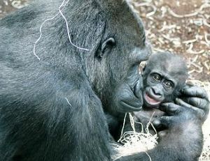 Naissance en captivité d’un bébé gorille