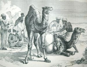 Halte d’une caravane d’esclaves, le dromadaire baraque pour être déchargé, gravure du 19ème siècle