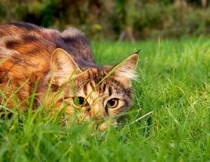 Monstre assoiffé de sang malgré lui, le chat est un chasseur hors pair dont les maîtres ignorent tout ou presque - Copyright wikimedia commons / Jennifer Barnard