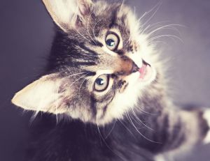 Des chercheurs estiment que le rationnement des chats favorise leur affection tout en leur permettant de garder la ligne
