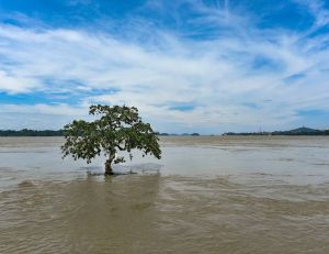 Catastrophe environnementale : les crues du Brahmapoutre en Inde / iStock.com - D. Talukdar