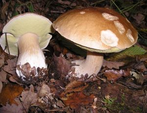 Quelques précautions d'usage s'imposent, en matière de cueillette de champignons... - © Strobilomyces