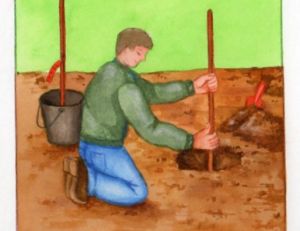 Préparer le sol pour planter un cerisier