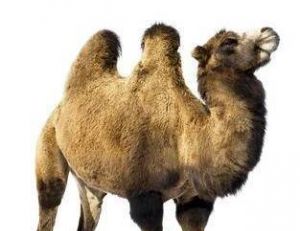 Deux bosses... c’est un chameau !