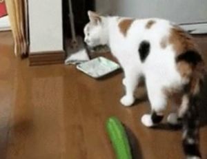 Les chats ont-ils vraiment peur des concombres ?