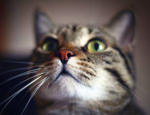 Des chercheurs supposent que le pelage des chats pourraient laisser suggérer un caractère particulier