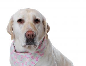 L'odorat du chien pour dépister le cancer