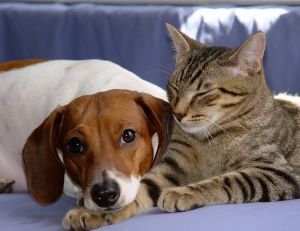La cohabitation entre un chien et un chat