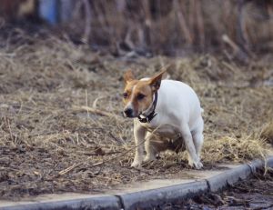 La ville de Tarragone envisage d'effectuer prochainement des tests ADN sur les crottes de chiens pour traquer les propriétaires indisciplinés