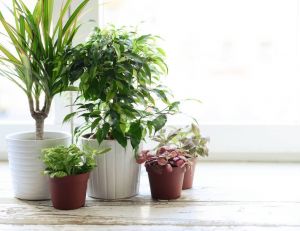 Choisir des plantes pour chaque pièce de la maison.