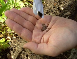 Planter des graines potagères